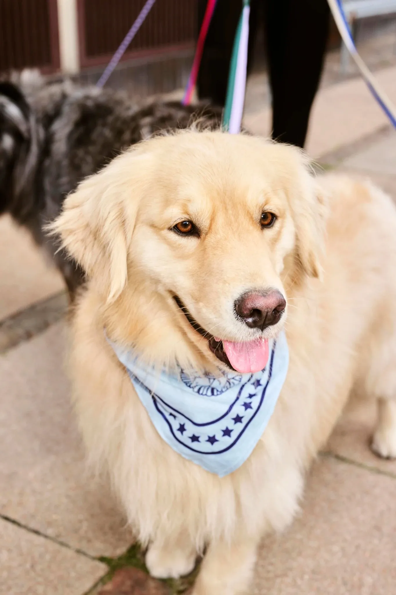 Dog Scarf | Cotton | by HAY