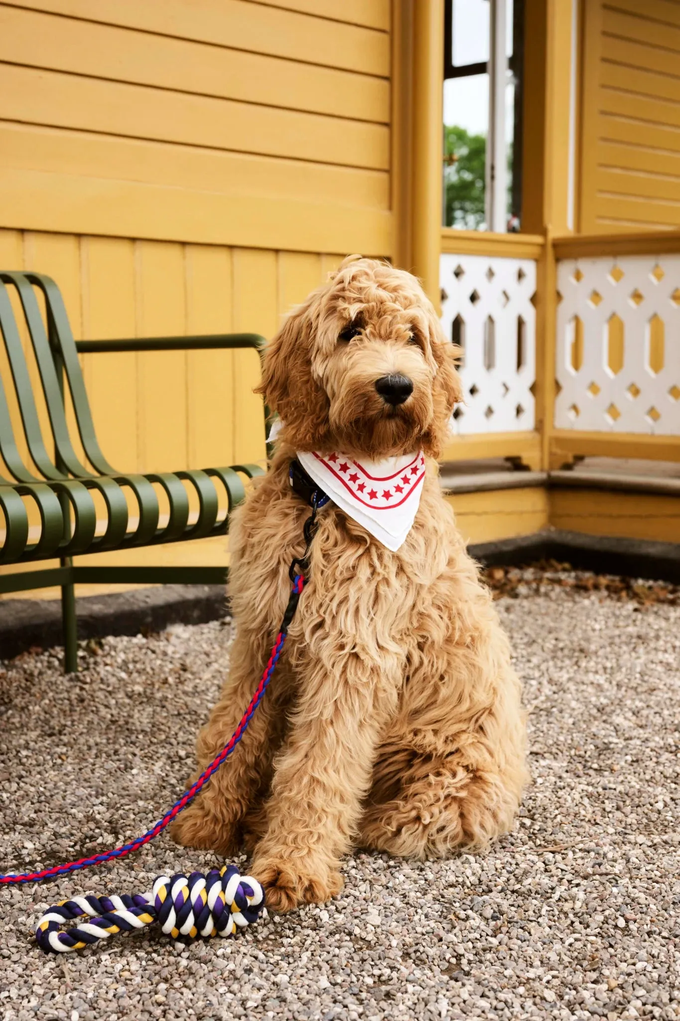 Dog Scarf | Cotton | by HAY