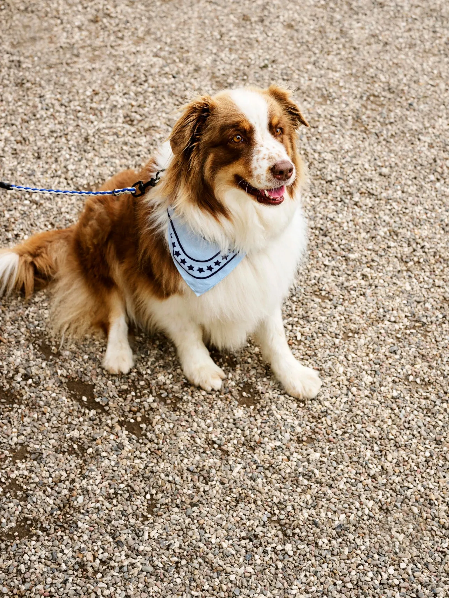 Dog Scarf | Cotton | by HAY